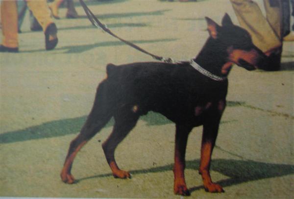 SCHELM vom Cronsbach | German Pinscher 