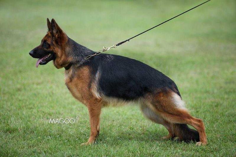 ARRA Tombo | German Shepherd Dog 