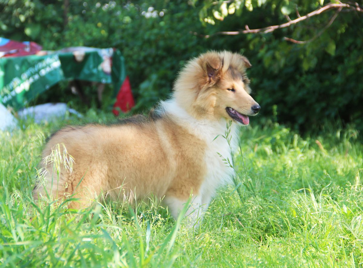 Fortuna Destino Pandora Sweet Sleep | Rough Collie 