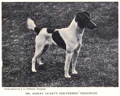 Velocipede [Mr Robert Vicary's] | Smooth Fox Terrier 