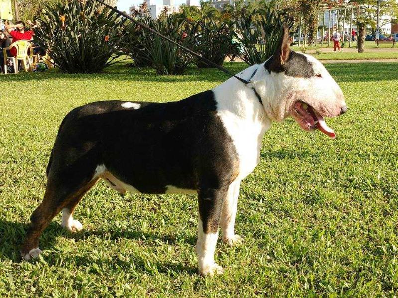 Gamarra at Lima Bull Bravun Terrier | Bull Terrier 