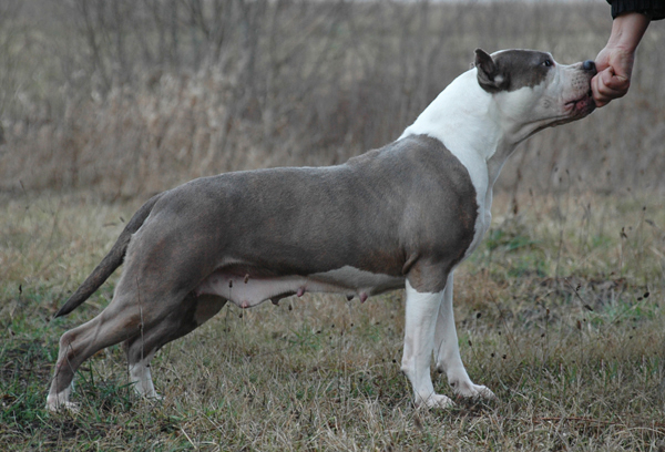 Ivory Coast Blue Moon | American Staffordshire Terrier 