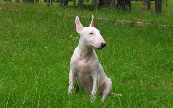 Jack Garm (De Leon) Mex. Fci. | Bull Terrier 