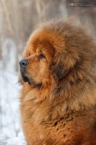 LOVELY FROM BORDO DZHINGGUO VEYSHENG | Tibetan Mastiff 