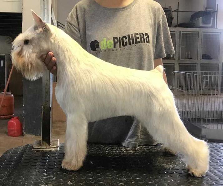 Mini-Maksi O´Neill | Miniature Schnauzer 
