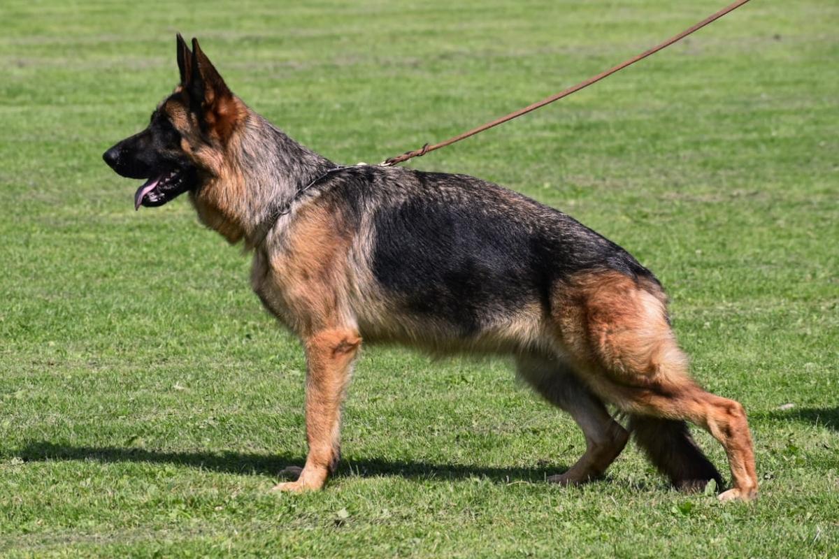Carmen Vantaris | German Shepherd Dog 