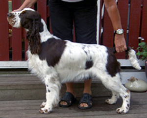 Trollangens Second To None | English Springer Spaniel 