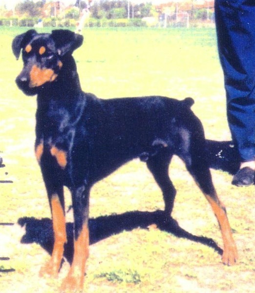 Bitsikka's  QWICKLI | German Pinscher 