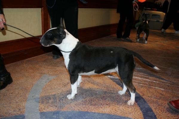 Javarke Calico of Terjo's | Bull Terrier 