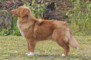 Duckinson Ok Bye Bye | Nova Scotia Duck Tolling Retriever 