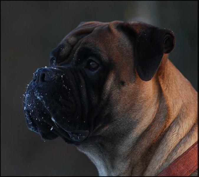 Troska (2006) | Bullmastiff 