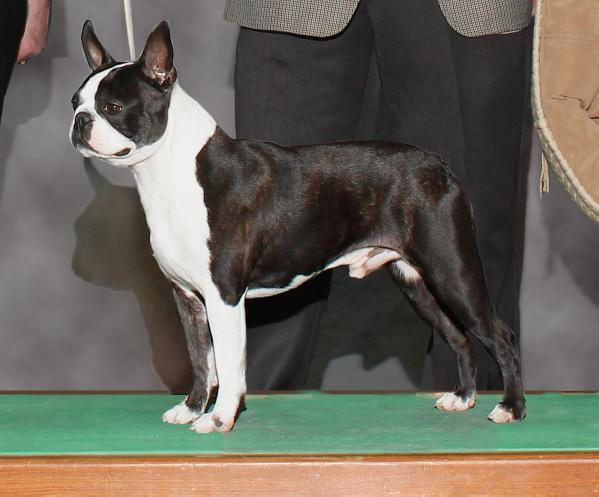 Kennedy's Wild Traveling Man | Boston Terrier 