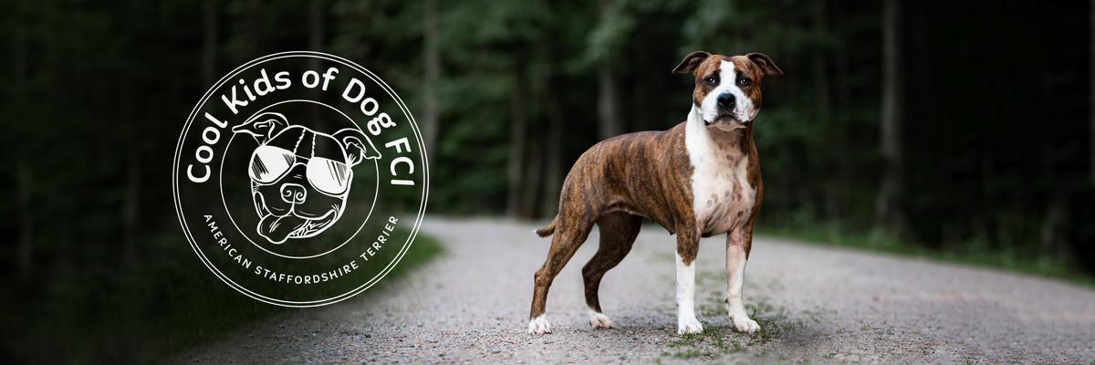 Wings of Pride FIRE IN THE HOLE | American Staffordshire Terrier 