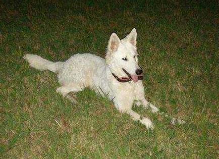 Shiva Von Dream Shepherd´s | White Swiss Shepherd Dog 