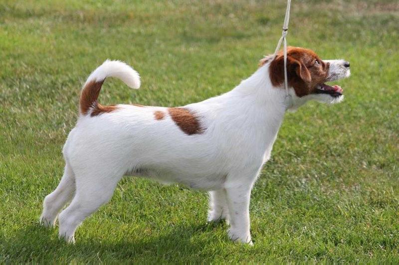 Goldberry Lucky Inlovewith | Jack Russell Terrier 