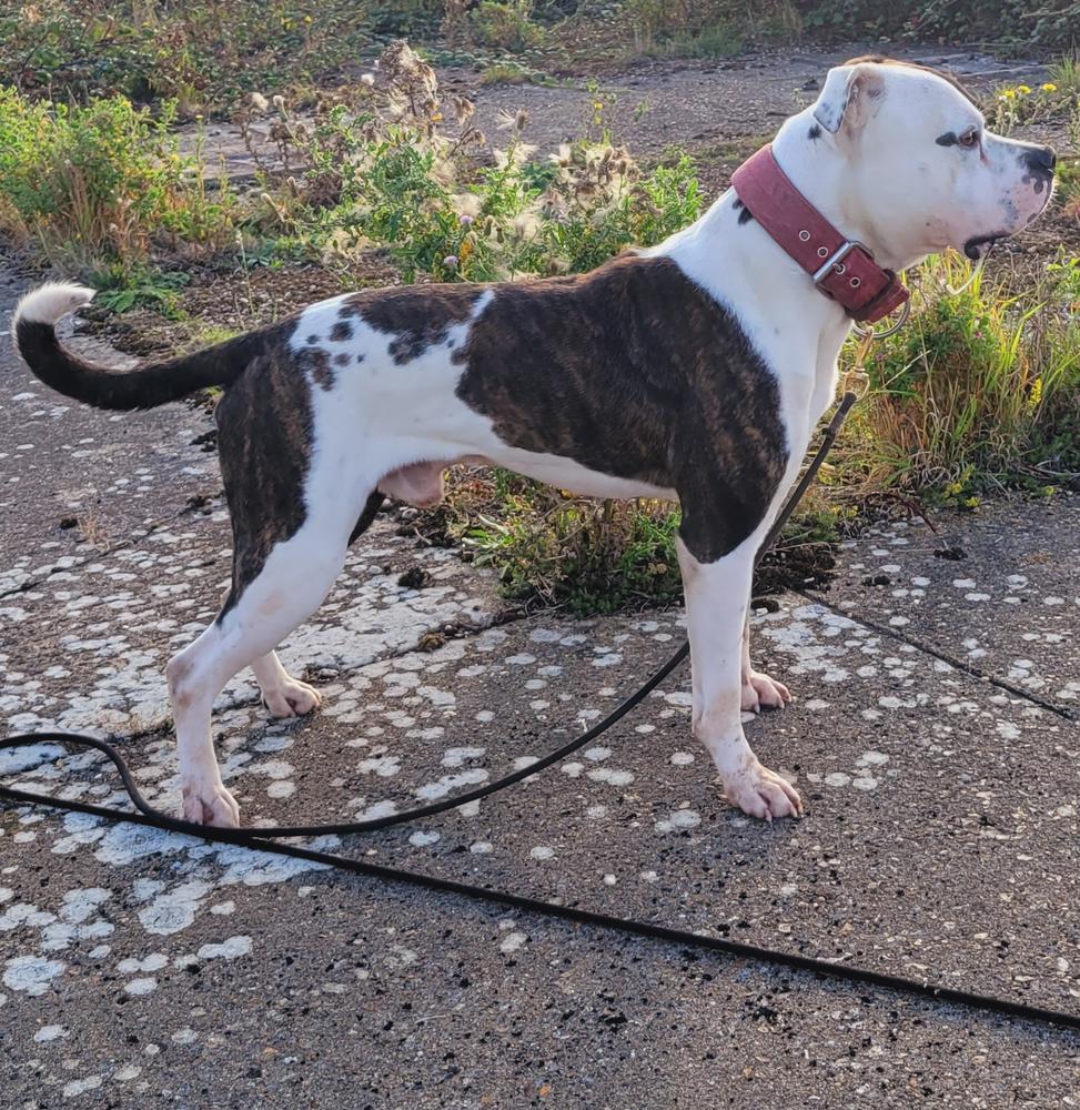 Lejabulls snatch &amp; grab of EWK | American Bulldog 