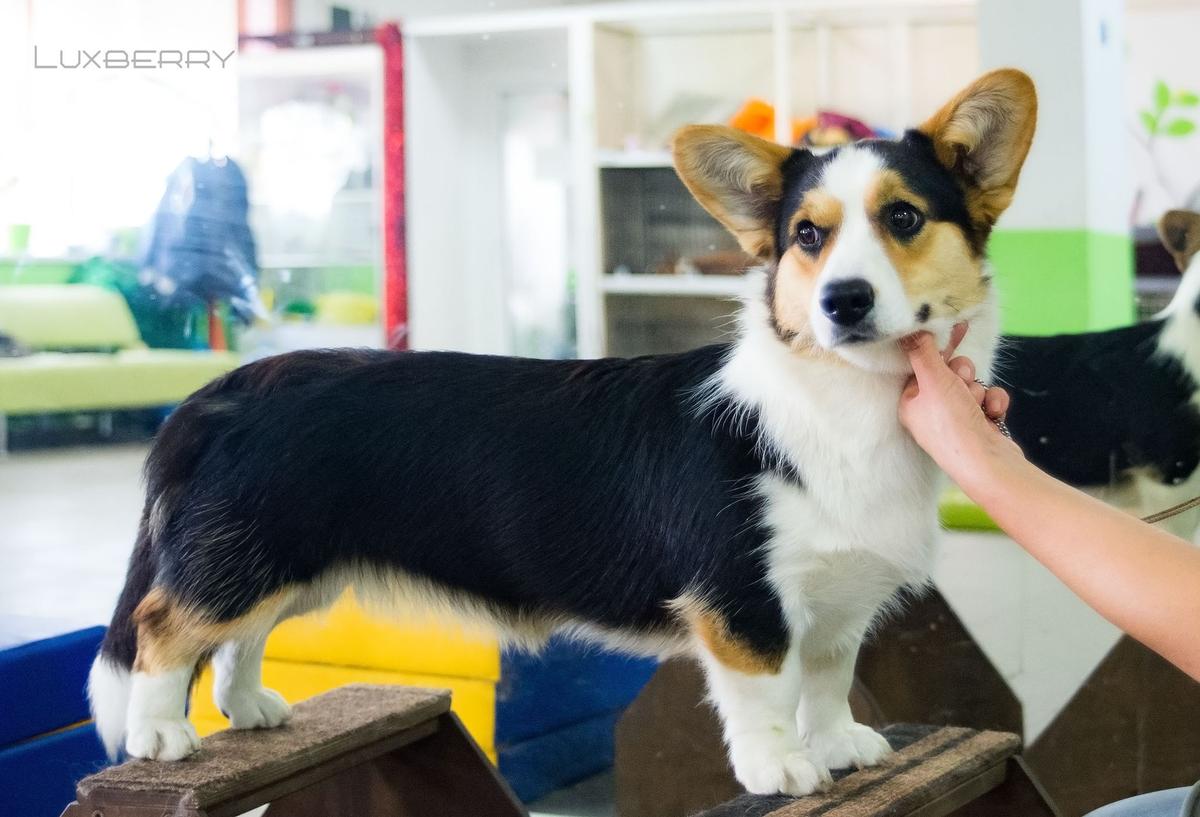 LUXBERRY SHADBERRY MAGIC | Cardigan Welsh Corgi 