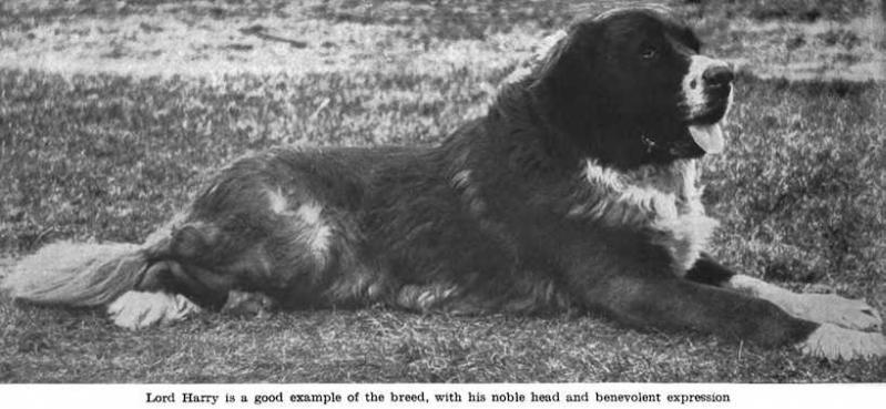 Lord Harry (c1908 USA) | Saint Bernard 