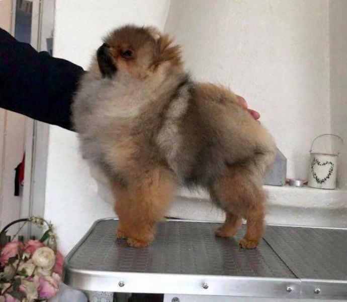 Katchinas You Got It All | Pomeranian 