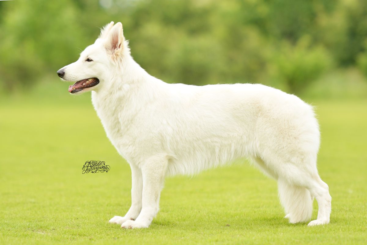 PEARLS MAPLEJEWEL STAR OF ANNIES JP | White Swiss Shepherd Dog 