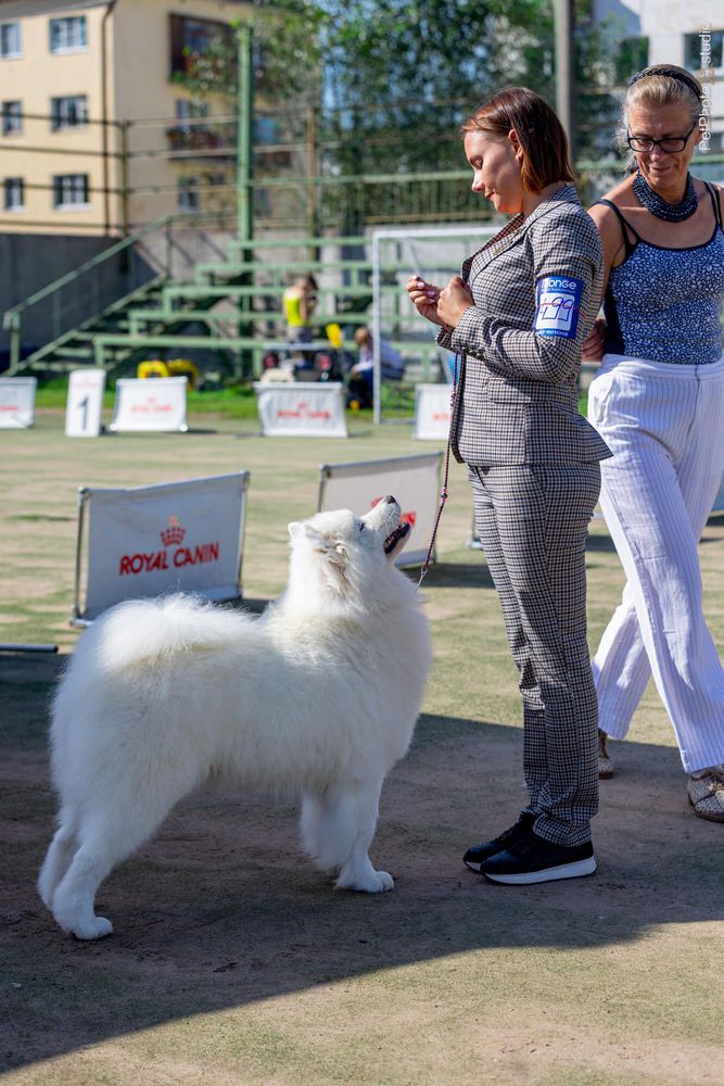 Radost Zhizni Duchess | Samoyed 