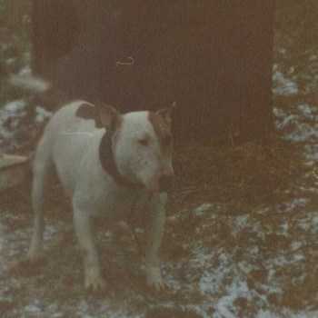 Edwards' Bull | Staffordshire Bull Terrier 