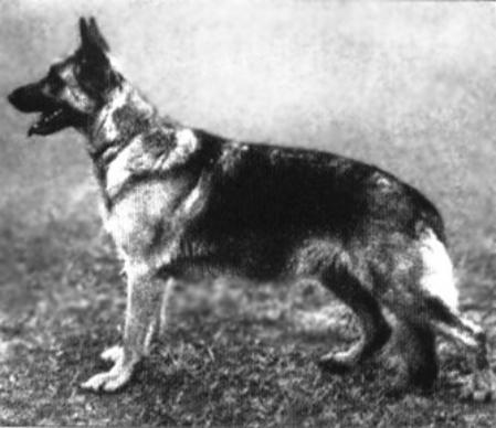 Assie vom Hexenkolk | German Shepherd Dog 