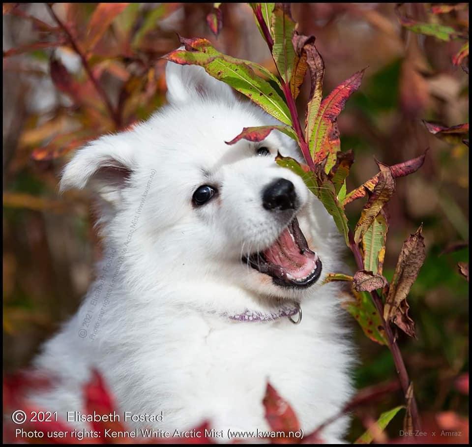 May-Day av White Arctic Mist | White Swiss Shepherd Dog 