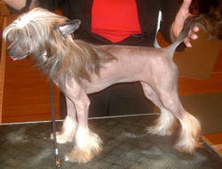 Wendy Rosa Thea | Chinese Crested 