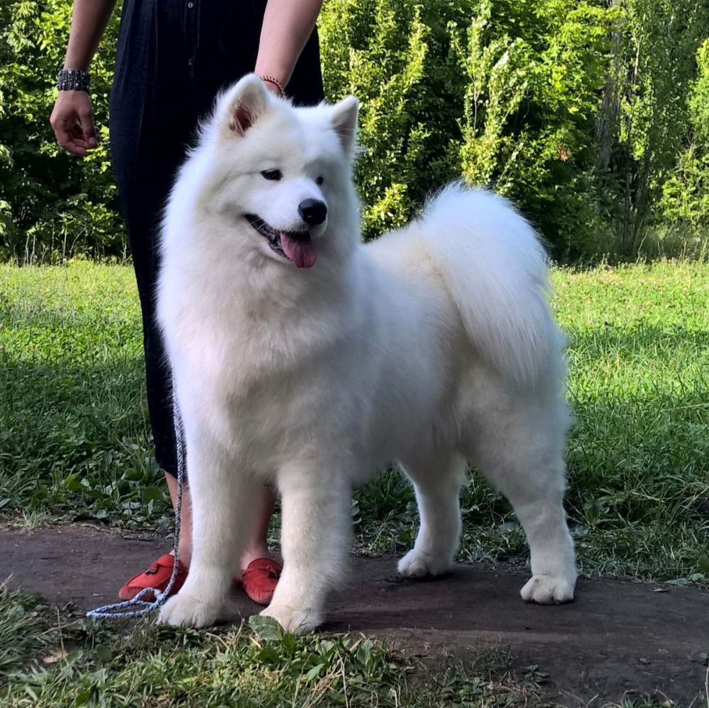 POLAR MIST TO RUSSIA WITH LUV | Samoyed 