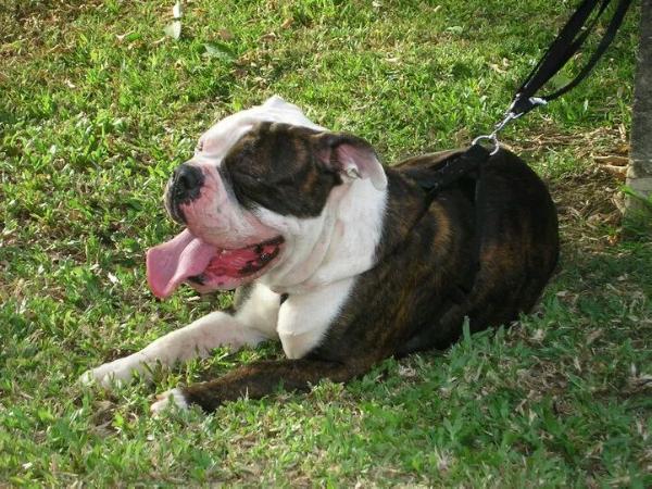 Thunder of Resurection Bull Eye | Olde English Bulldogge 