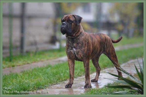 Elsa Shadows In The Dark | Bullmastiff 