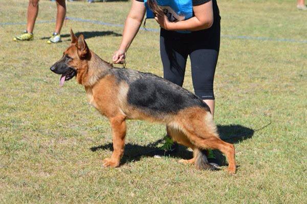 Gwen de Ailin Neyen | German Shepherd Dog 