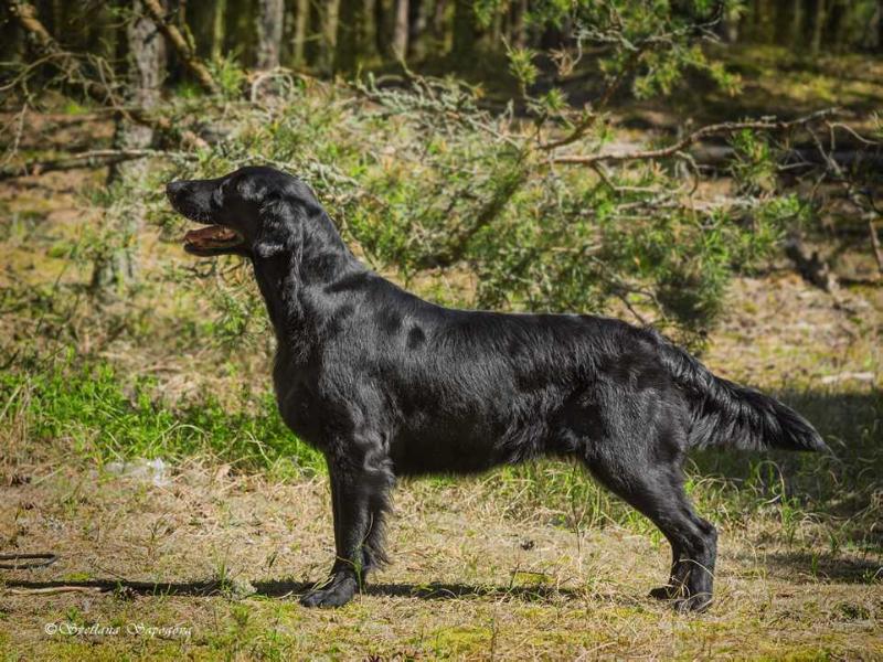 JOY RODE A STAR IS BORN | Flat-Coated Retriever 