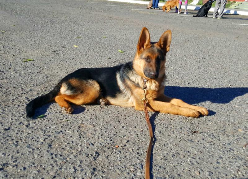 Loka (Garcia) | German Shepherd Dog 