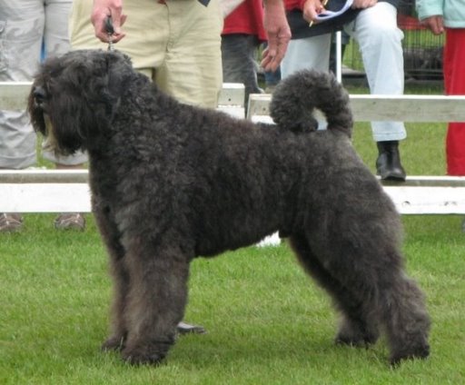 Fellow Penny v.d. Vanenblikhoeve | Bouvier des Flandres 