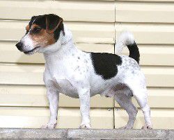 Kuuhaukun king-Ping | Jack Russell Terrier 