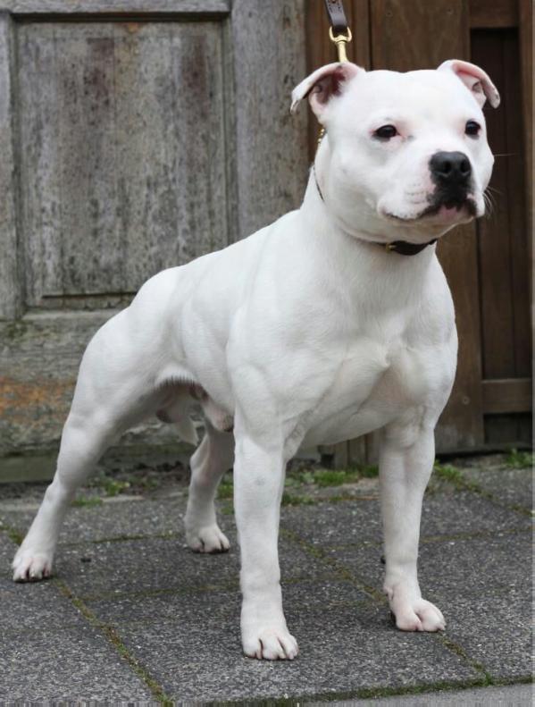 Quinlent Thouger Then The Rest | Staffordshire Bull Terrier 