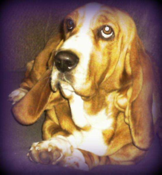 Calamity Jane OLH | Basset Hound 