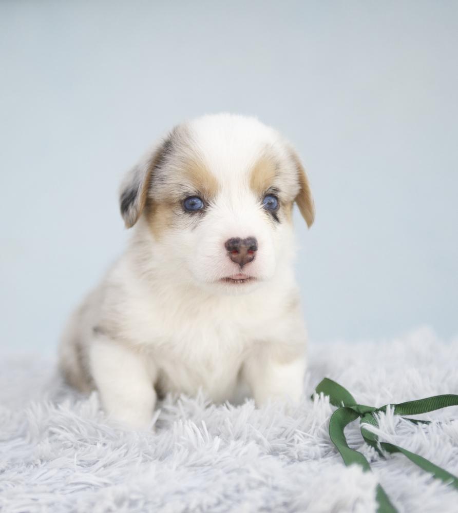 TIM PRIDE CENTR OF UNIVERSE | Cardigan Welsh Corgi 