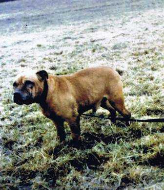 Lee's Lord Rommel | Staffordshire Bull Terrier 