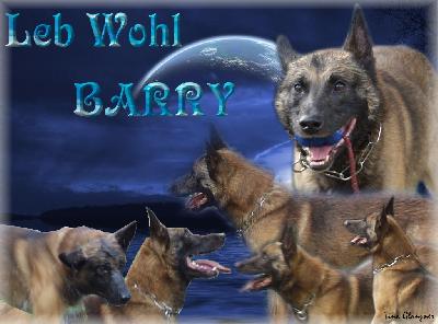 Barry 'Eiermann' | Belgian Malinois 