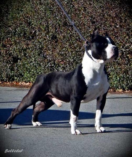 Bellobel Big Kahuna | American Staffordshire Terrier 