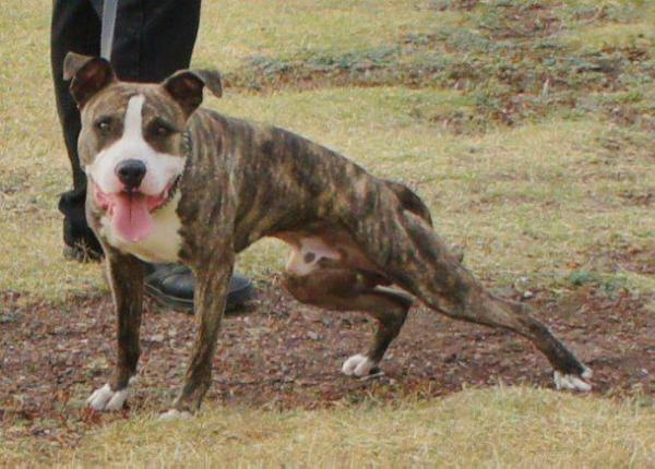 Chavez Melman | American Pit Bull Terrier 