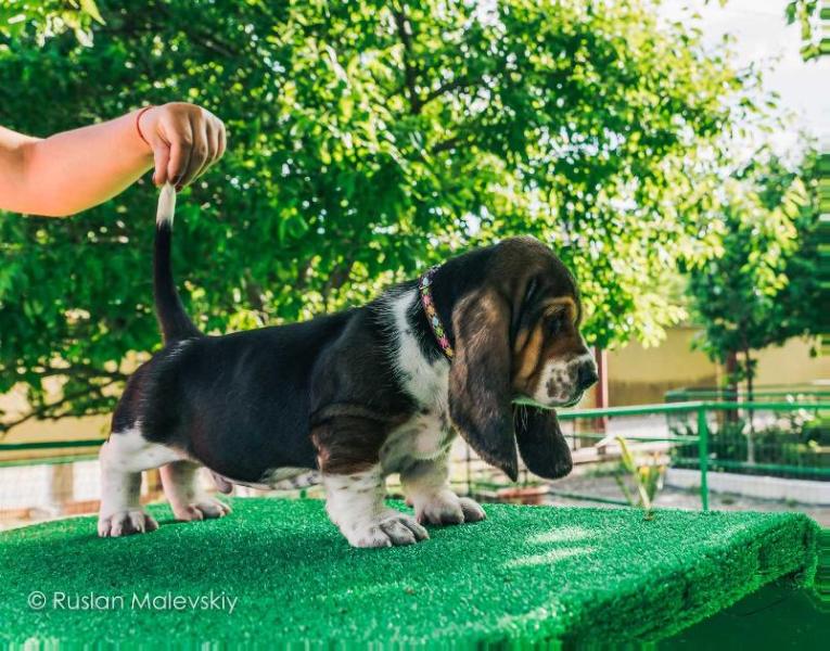 Amsterdam Leroy City Hound | Basset Hound 