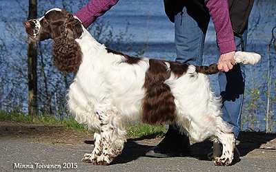 ADAMANT'S RENAISSANCE MAN | English Springer Spaniel 