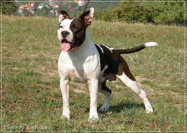 Imperial Last Man Standing | American Staffordshire Terrier 