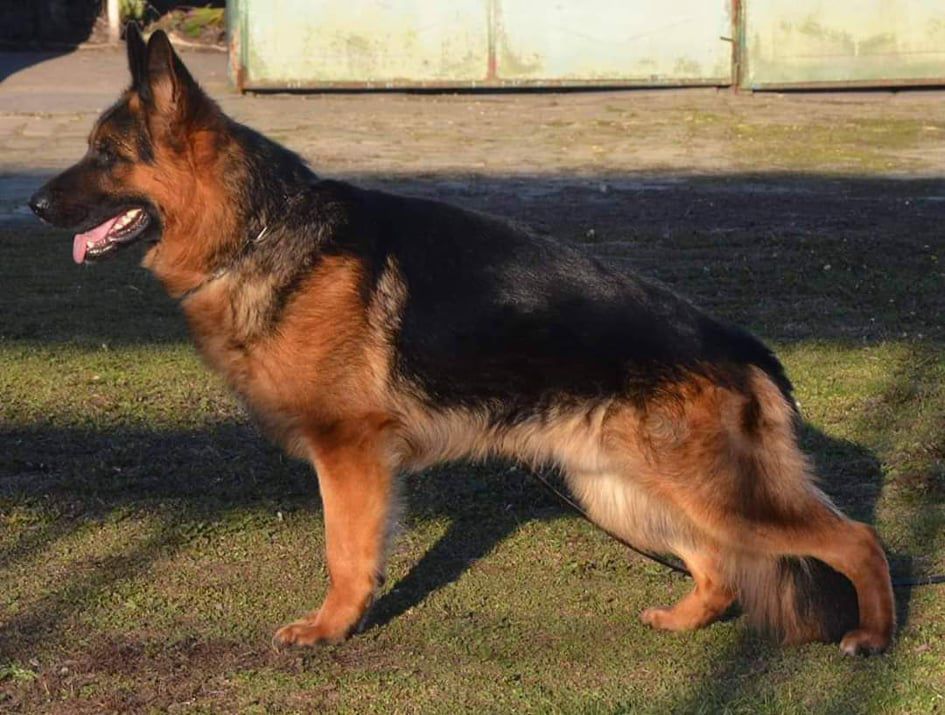 Garro von Isidra | German Shepherd Dog 