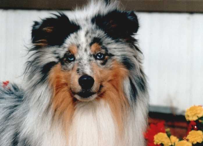 Lynaire Boy Blue RKF 1012365 | Shetland Sheepdog 