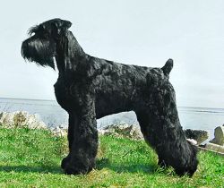 Skansen's December to Remember | Giant Schnauzer 